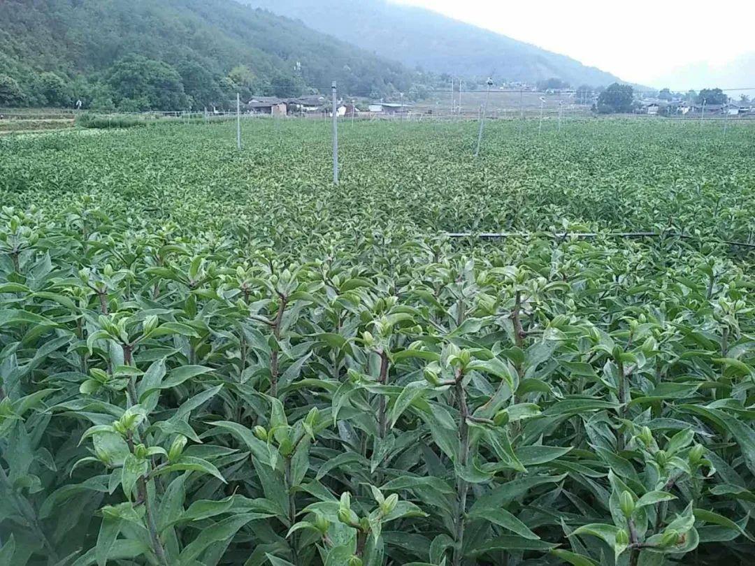 全国空运价格概览，航空物流费用一览表洞悉